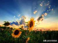 淮安市一草园林绿化工程有限公司