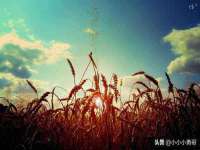 淮安市一草园林绿化工程有限公司