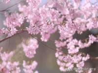 淮安市一草园林绿化工程有限公司