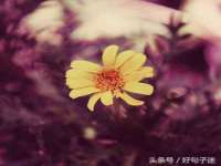 淮安市一草园林绿化工程有限公司