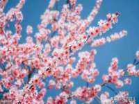 淮安市一草园林绿化工程有限公司