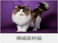 淮安市一草园林绿化工程有限公司
