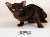 淮安市一草园林绿化工程有限公司