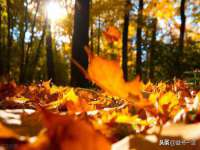 淮安市一草园林绿化工程有限公司