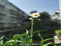 淮安市一草园林绿化工程有限公司