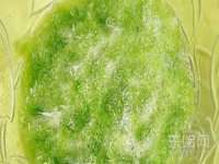 淮安市一草园林绿化工程有限公司