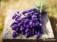 淮安市一草园林绿化工程有限公司